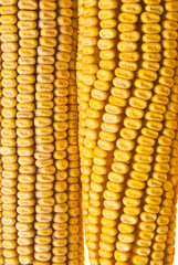 Yellow Corncob isolated on white