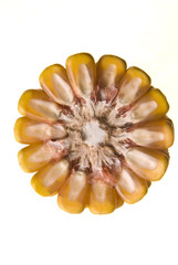 Yellow Corncob isolated on white