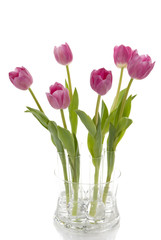 Elegant tulips