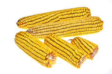 Yellow Corncob isolated on white