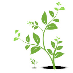 plante vecteur, jeune pousse symbole de vie et de naissance