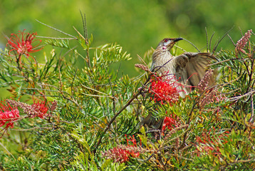 A Wattlebird feeds on the nectar from a Bottlebrush bush. © david hutchinson