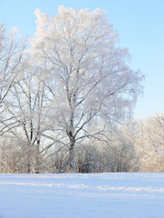 Winter scenery