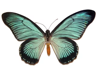 Crédence de cuisine en verre imprimé Papillon butterfly 