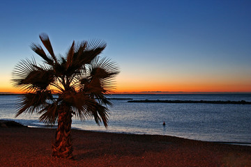Palm lined beach at dawn