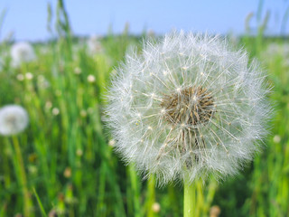 white dandelion under the summer sunny sky