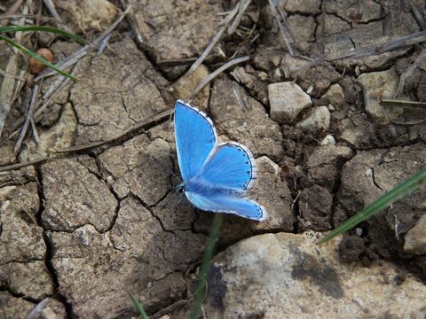 papillon bleu