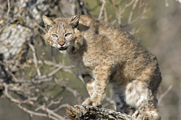 Telephoto shot of a bobcat in tree. 