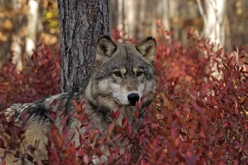 Tableaux ronds sur plexiglas Loup Loup gris dans le buisson de myrtille d& 39 automne