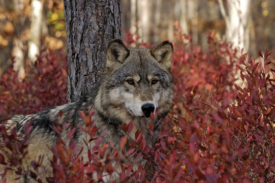 Gray wolf in autumn blueberry bush