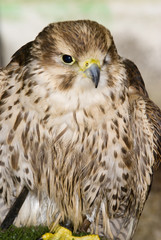Peregrine Falcon