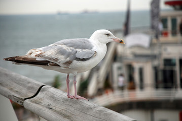 A seagull near the beach of Scheveningen ( Holland)