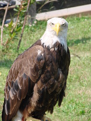 pigargo americano