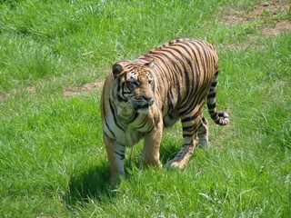 tigre paseando