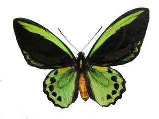 green and black butterfly