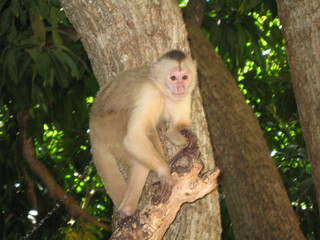 Monkey, Caribbean