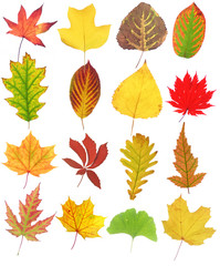 Sammlung von Herbstblättern