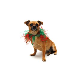 Christmas Chihuahua