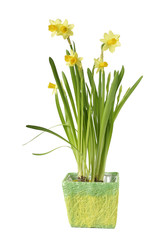 Daffodil flower in pot