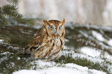Screech owl in light snowfall