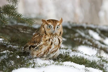 Crédence de cuisine en verre imprimé Hibou Screech owl in light snowfall