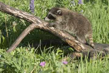 Racoon youngster