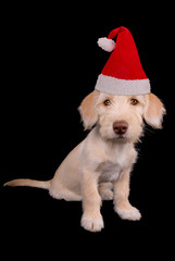 Cute yellow puppy in Santa Claus hat isolated over black