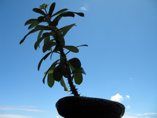 silhouette euphorbia bonsaï sur ciel bleu