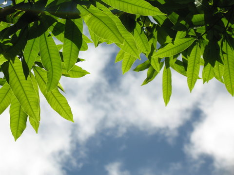 feuilles de manguiers sur ciel bleu et nuages blancs