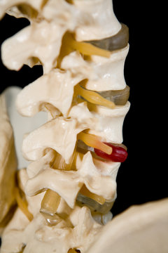 Spine