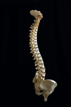 Model of human spine.