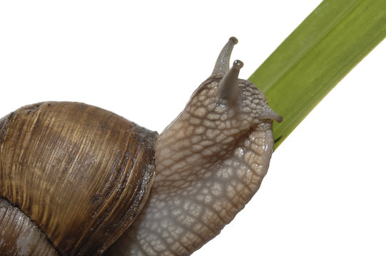 Snail portrait