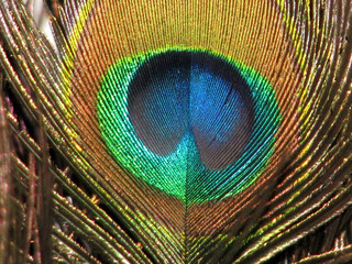 Obraz premium Peacock Eye