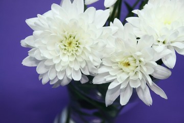 White flowers
