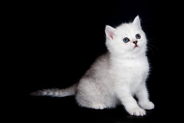 White british kitten on black background