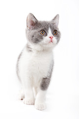 British kitten on white background