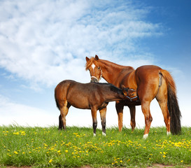 horses in a field 