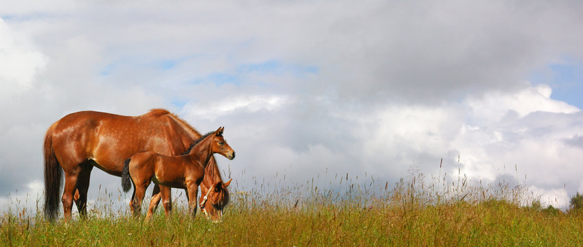 horses in a field