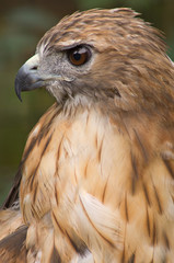 Naklejka premium Red-tailed Hawk (Buteo jamaicensis) Profile