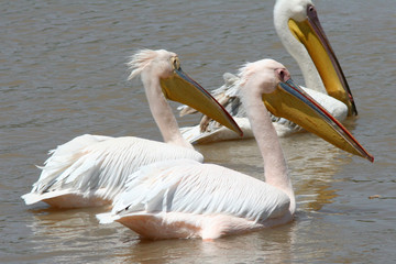Fototapeta na wymiar Pelikany blancs