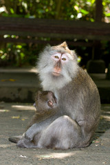 Long tailed macaques: mother breast-feeding child