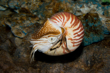 Chambered Nautilus (Nautilus pompilius) underwater - obrazy, fototapety, plakaty