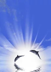 Foto op Plexiglas Drie dolfijnen drijvend op de oceaan (controlelampje) © Olga Galushko