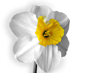 Daffodils (Narcissus) isolated on white