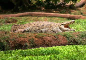 Crocodile