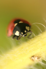 ladybug that run