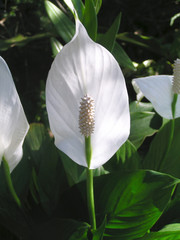 A beautiful soft white peace lily flower.