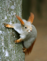 Squirrel ( Sciurus )