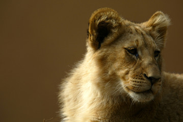 Fototapeta na wymiar African Lion Cub