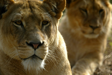 African Lions